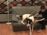 Man jacking off a dog before fucking